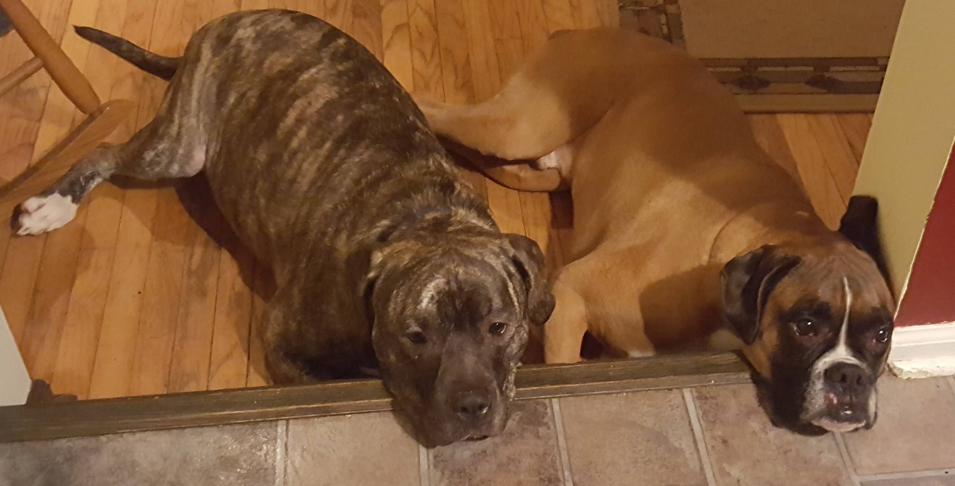Walter (foster pup) & Ruger begging for snacks 